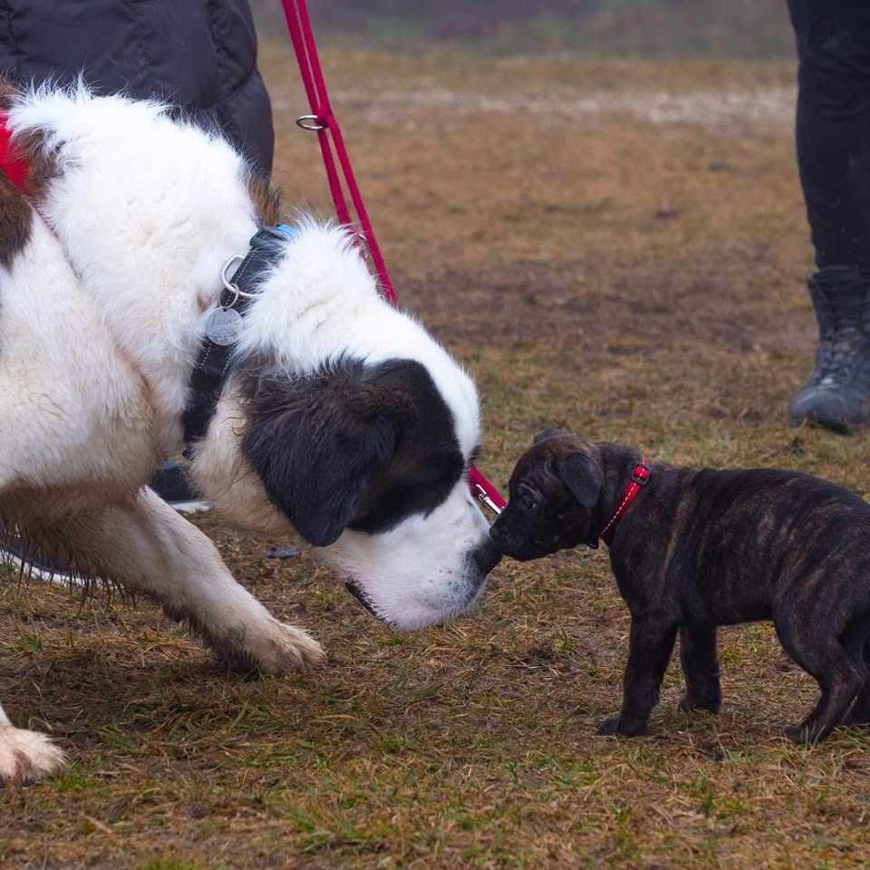 Présentation en douceur entre un grand chien adulte et un chiot en laisse, lors d'un cours CaniPlus à Ballaigues